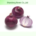 Healthy Export Fresh Red Onion